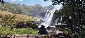 Solo Traveling forest
